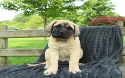 English Mastiff dogs for sale: Molly - Image 10