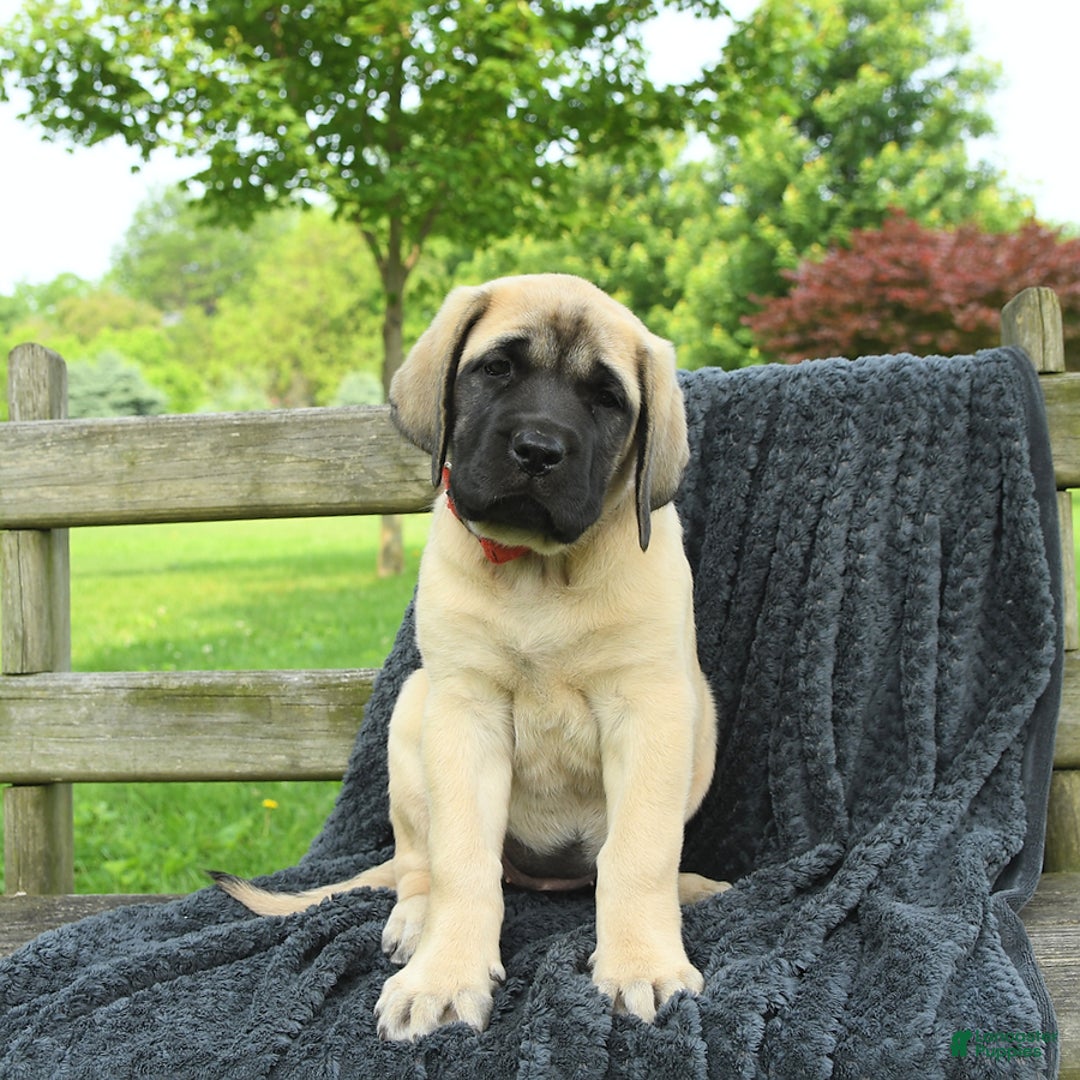 English Mastiff dogs for sale: Molly - Image 10