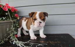 English Bulldog dogs for sale: Raisin - Image 4