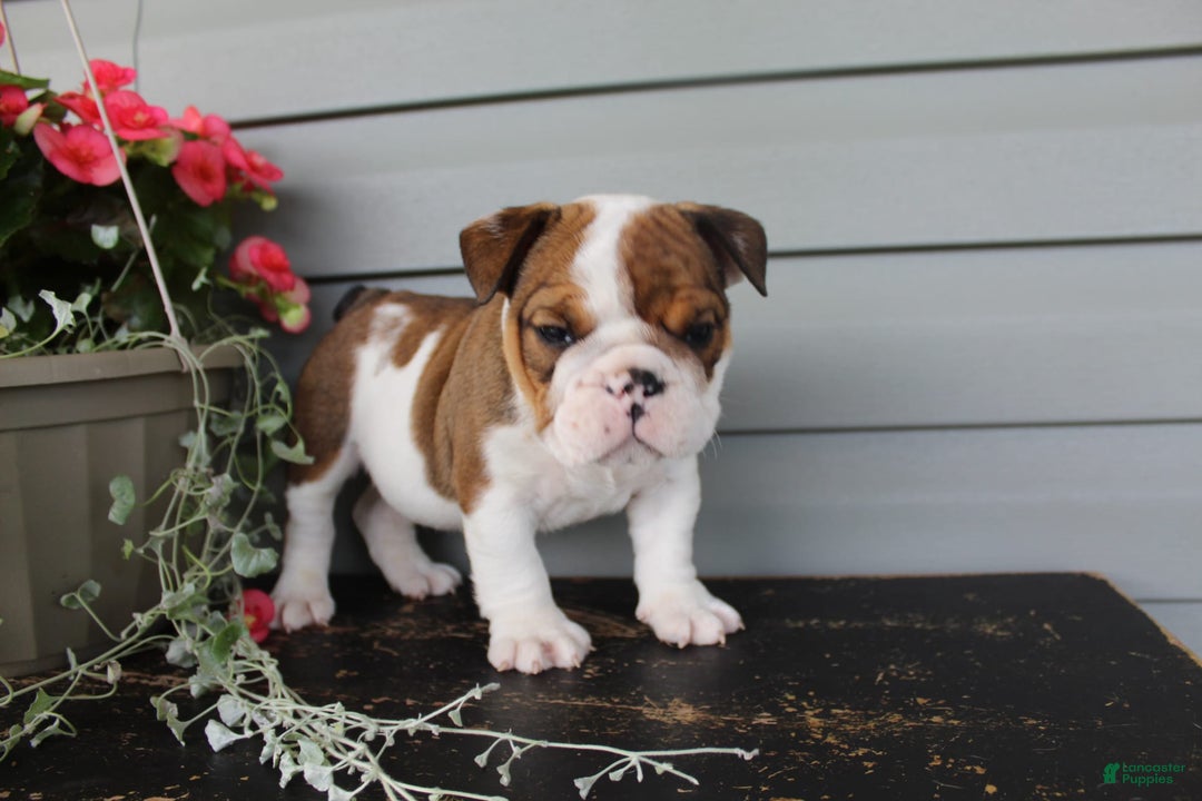English Bulldog dogs for sale: Raisin - Image 4
