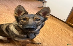 German Shepherd dogs for sale: Juliet - Image 7