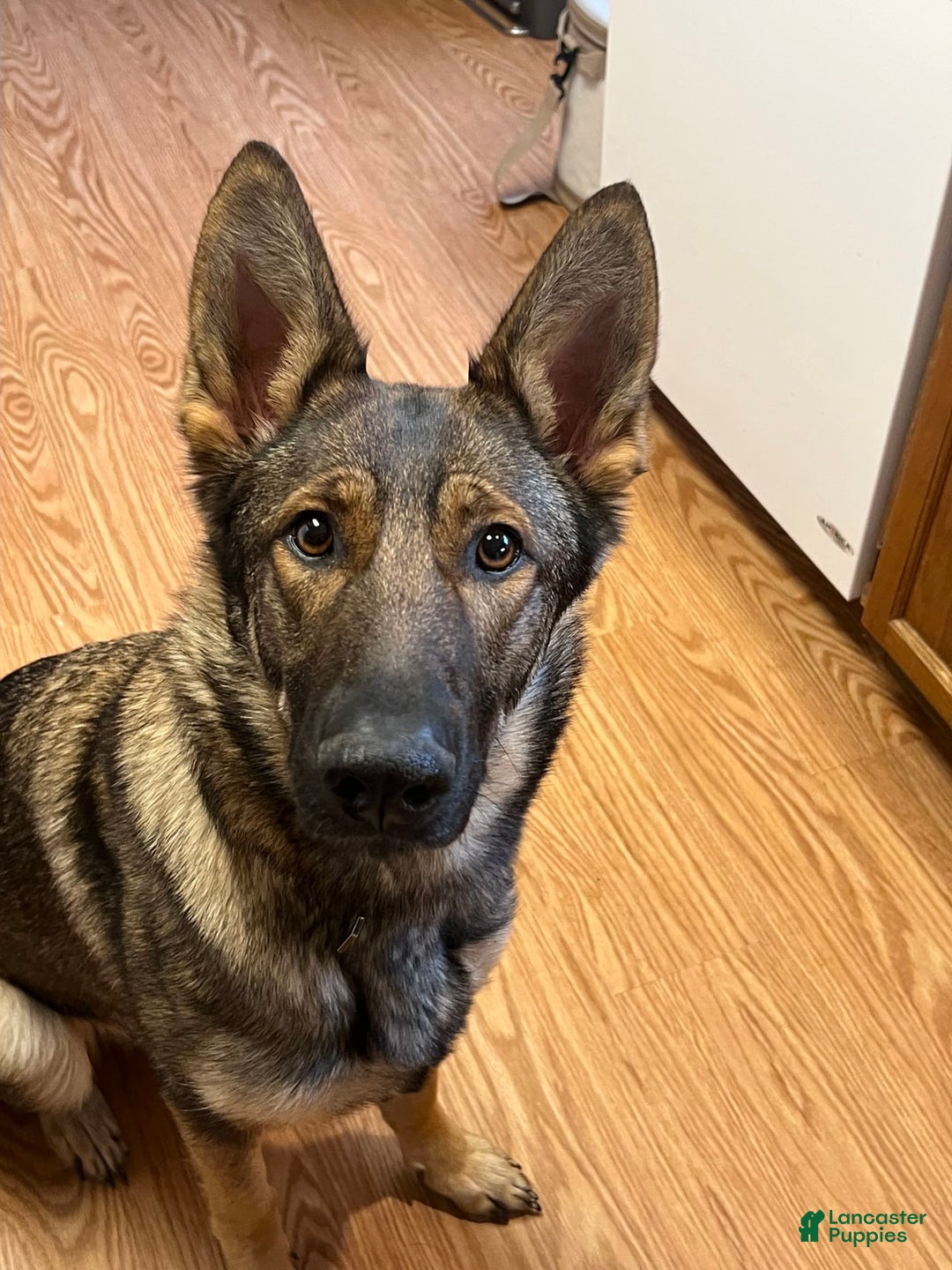 German Shepherd dogs for sale: Juliet - Image 7
