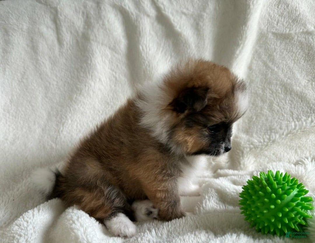 Pomeranian dogs for sale: Nick - Image 2