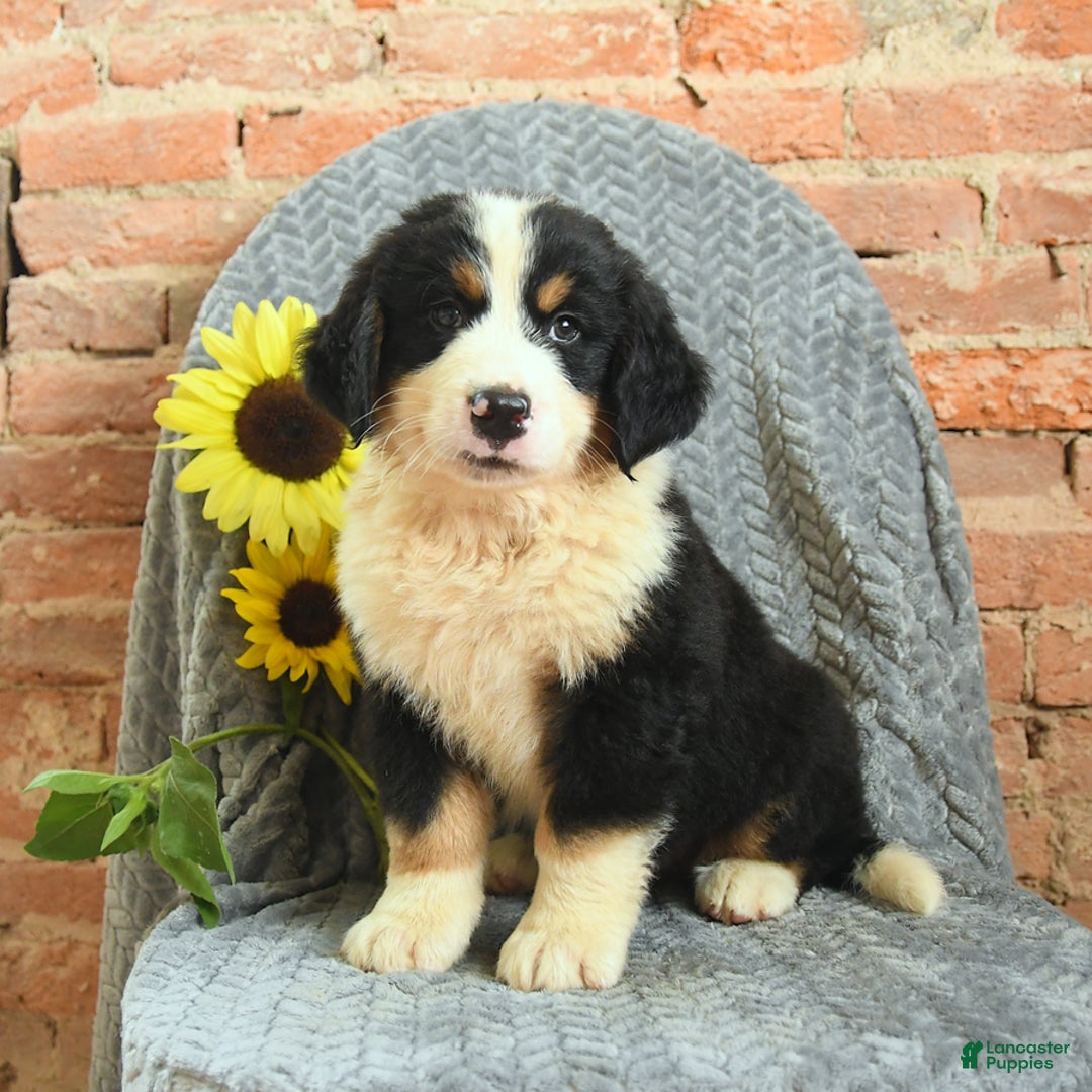 Greater Swiss Mountain Dog dogs for sale: Roscoe - Image 3