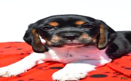 Beaglier dogs for sale: Ruger - Image 5