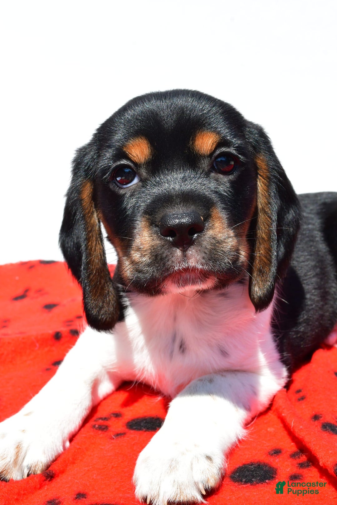 Beaglier dogs for sale: Ruger - Image 5
