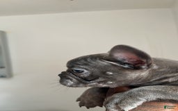 French Bulldog dogs for sale: David - Image 6