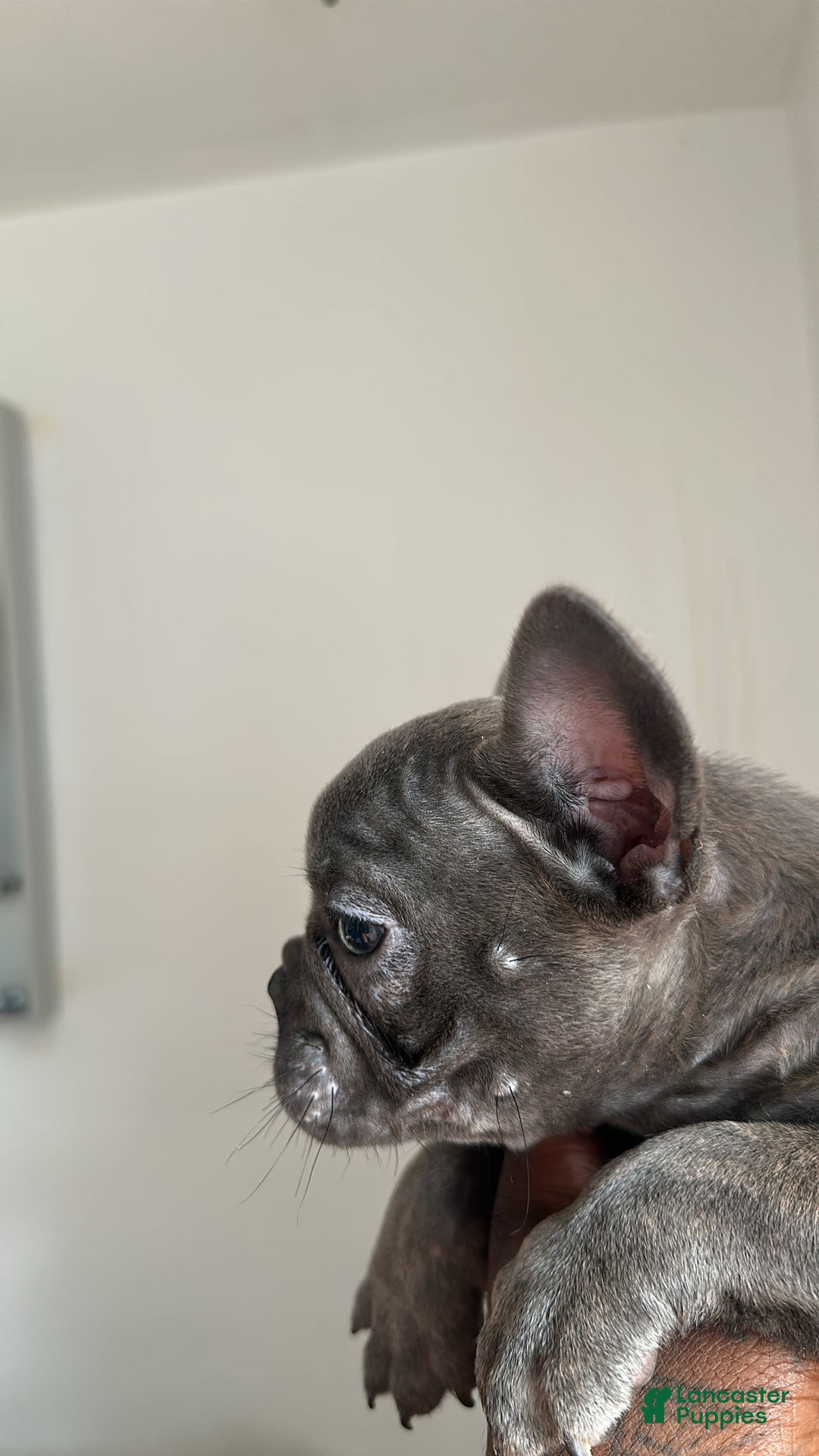 French Bulldog dogs for sale: David - Image 6