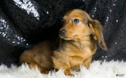 Miniature Dachshund dogs for sale: Roxie - Image 4