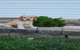 Cocker Spaniel dogs for sale: Rex - Image 3