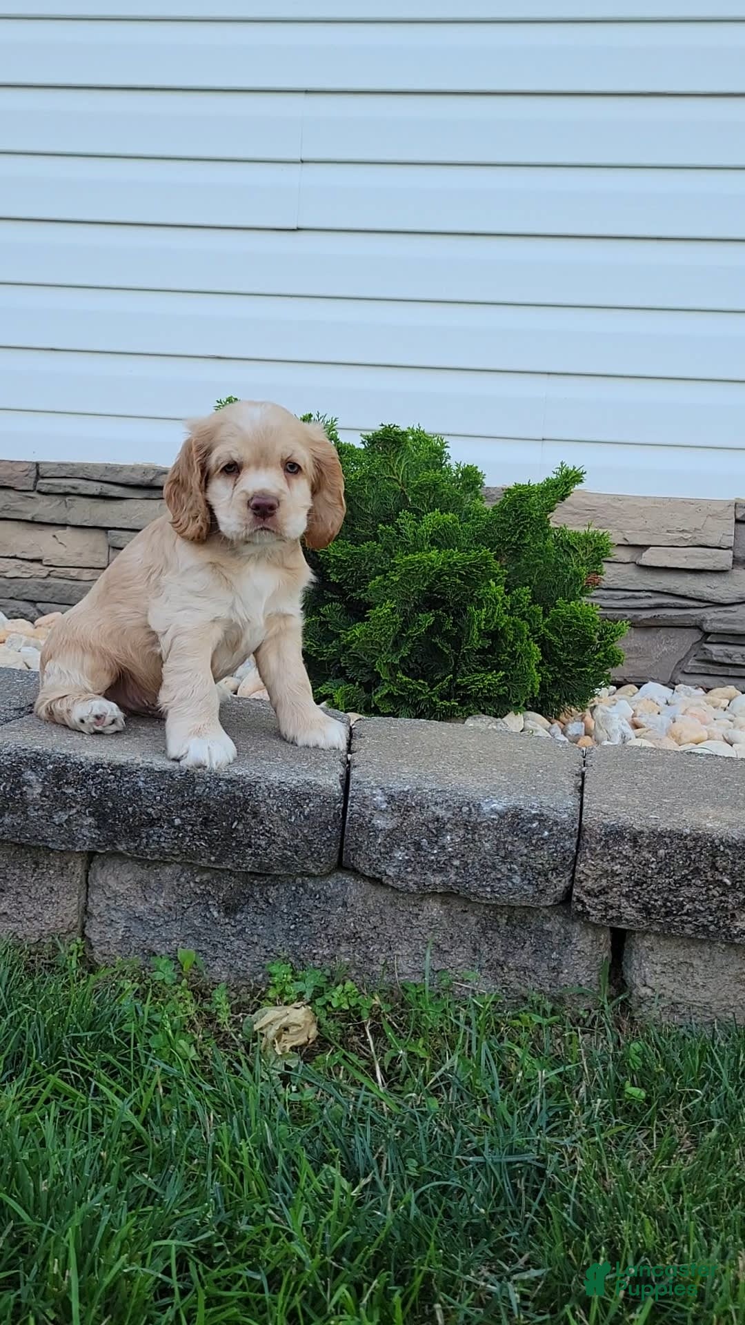 Cocker Spaniel dogs for sale: Rex - Image 3