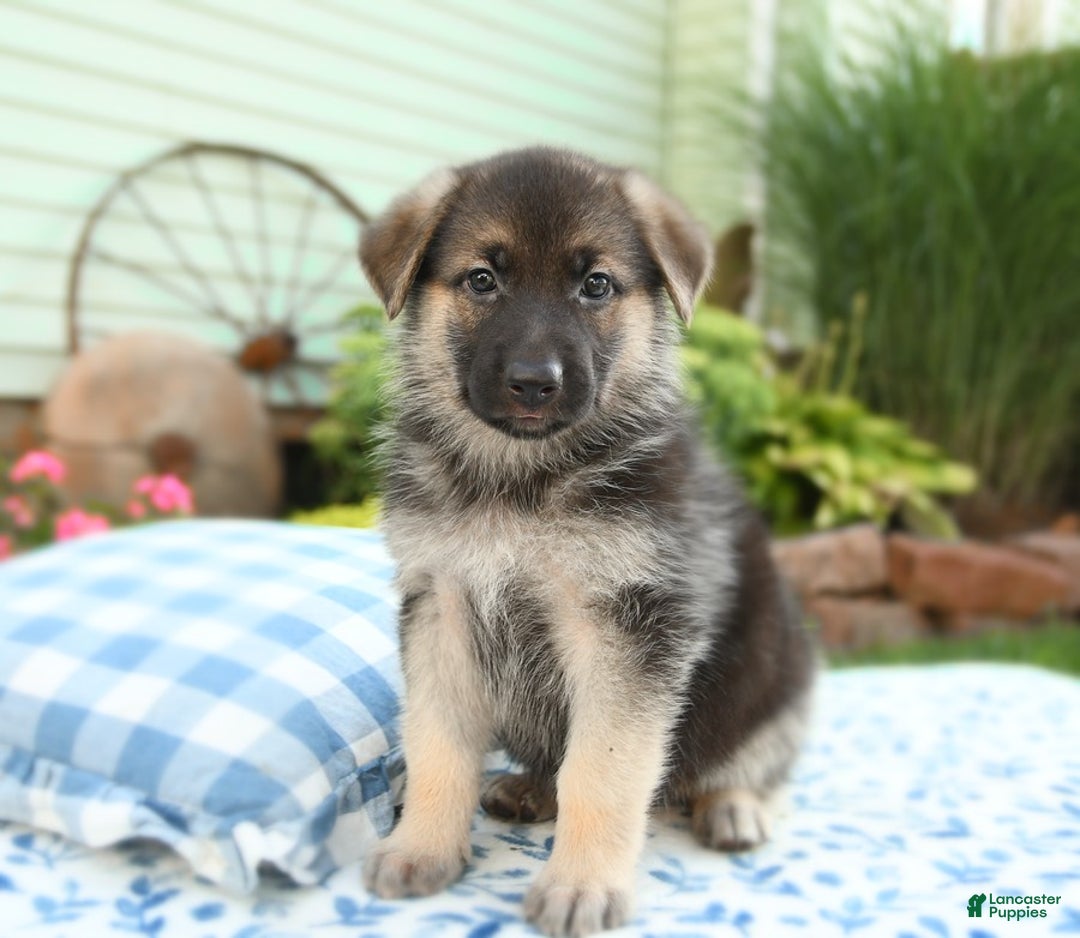 German Shepherd dogs for sale: Laurel - Image 5