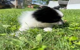 Papillon dogs for sale: Grizzle - Image 9