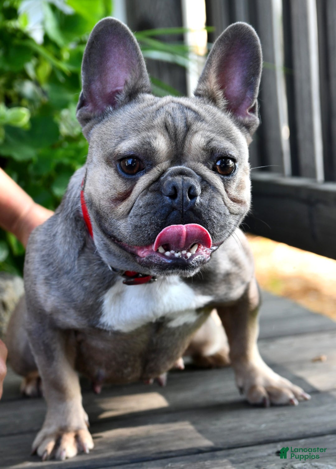 French Bulldog dogs for sale: Half And Half - Image 11