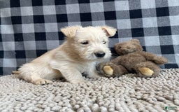Scottish Terrier dogs for sale: Sheena - Image 4