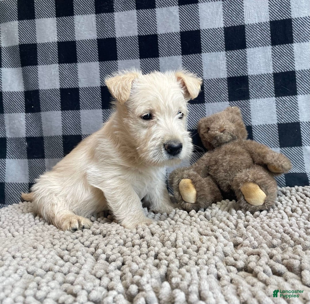 Scottish Terrier dogs for sale: Sheena - Image 4