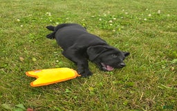 Labrador Retriever dogs for sale: Cole - Image 2