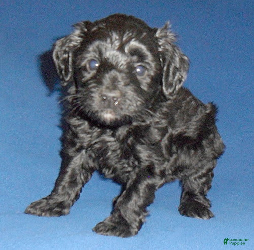 Yorkiepoo dogs for sale: Inky - Image 4