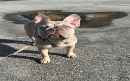 French Bulldog dogs for sale: Minnie - Image 1