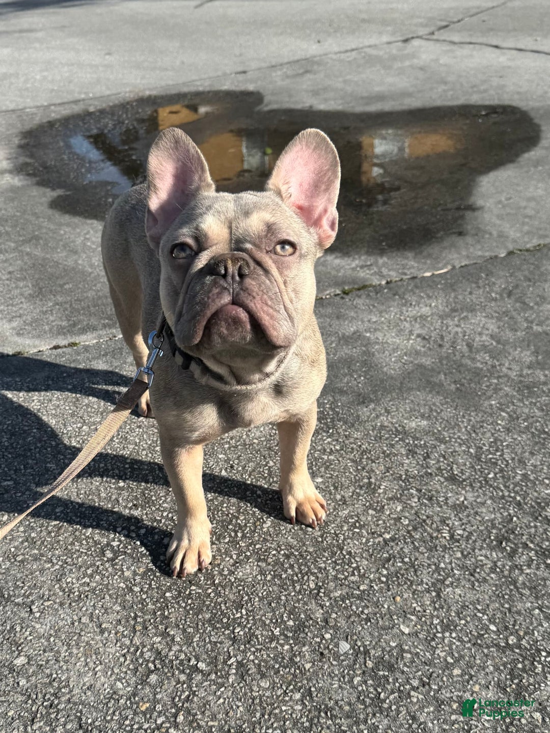 French Bulldog dogs for sale: Minnie - Image 1