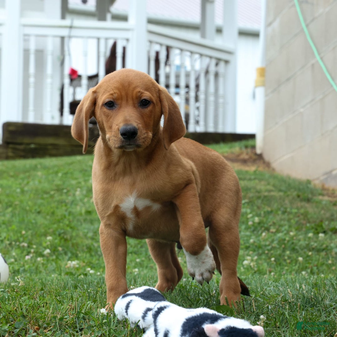 Beagle dogs for sale: Chief - Image 11