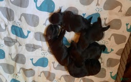 Miniature Schnauzer dogs for sale: Boy1 - Image 3