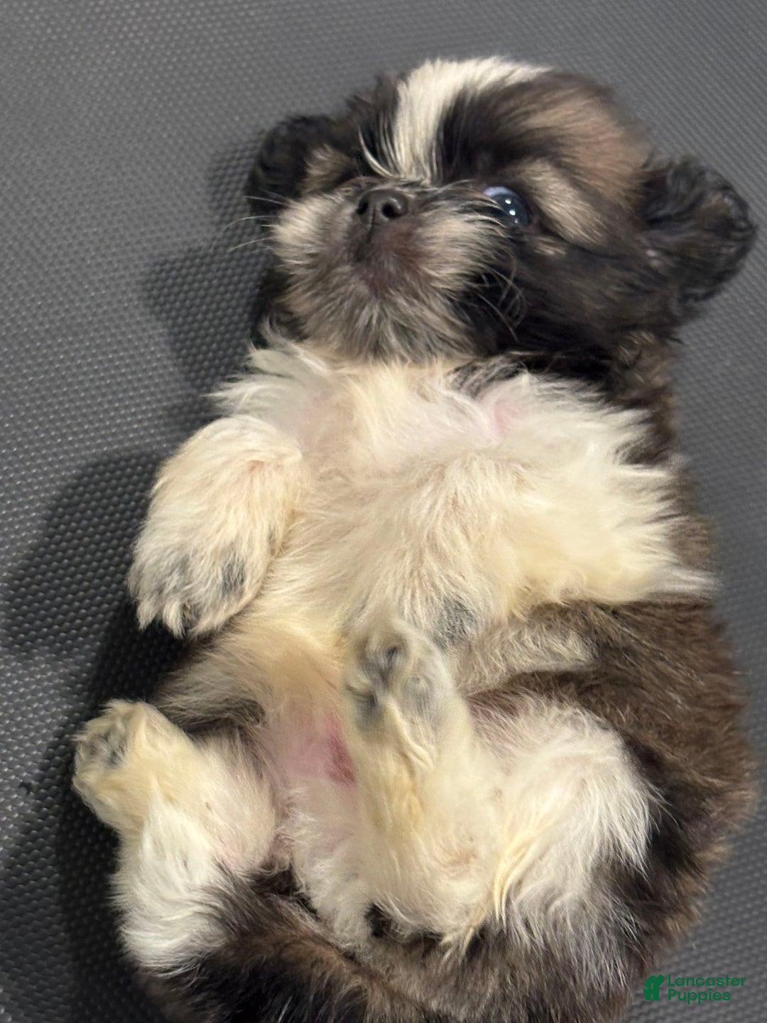 Shih Tzu dogs for sale: Shih Tzu Pups - Image 5