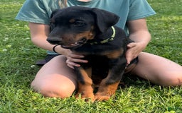Doberman Pinscher dogs for sale: Mr. Green - Image 2