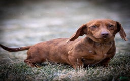Miniature Dachshund dogs for sale: Celebrity - Image 12