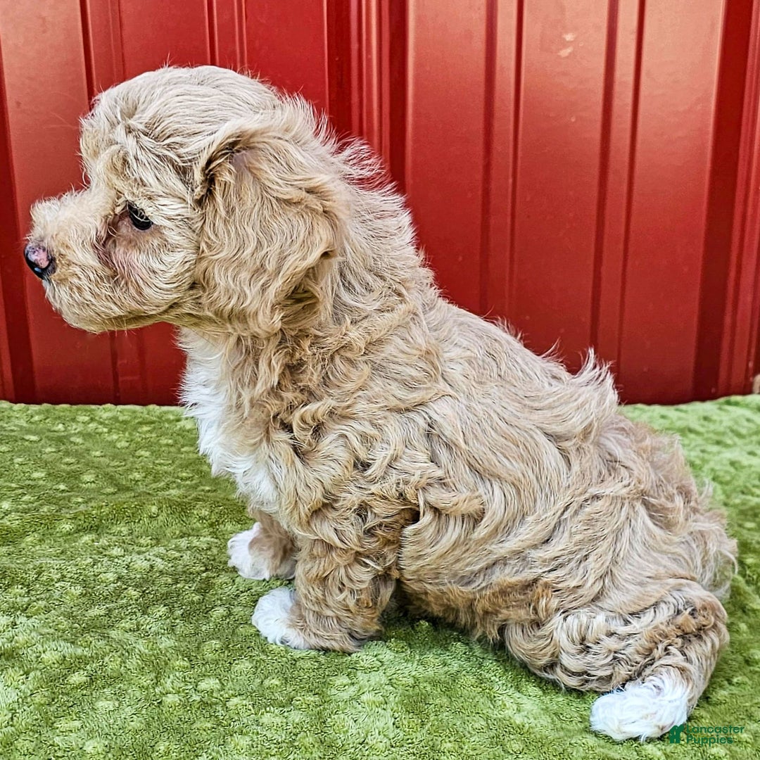 Miniature Poodle dogs for sale: Brenda - Image 1