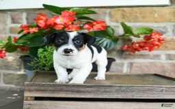 Jack Russell Terrier dogs for sale: Pumpkin - Image 1