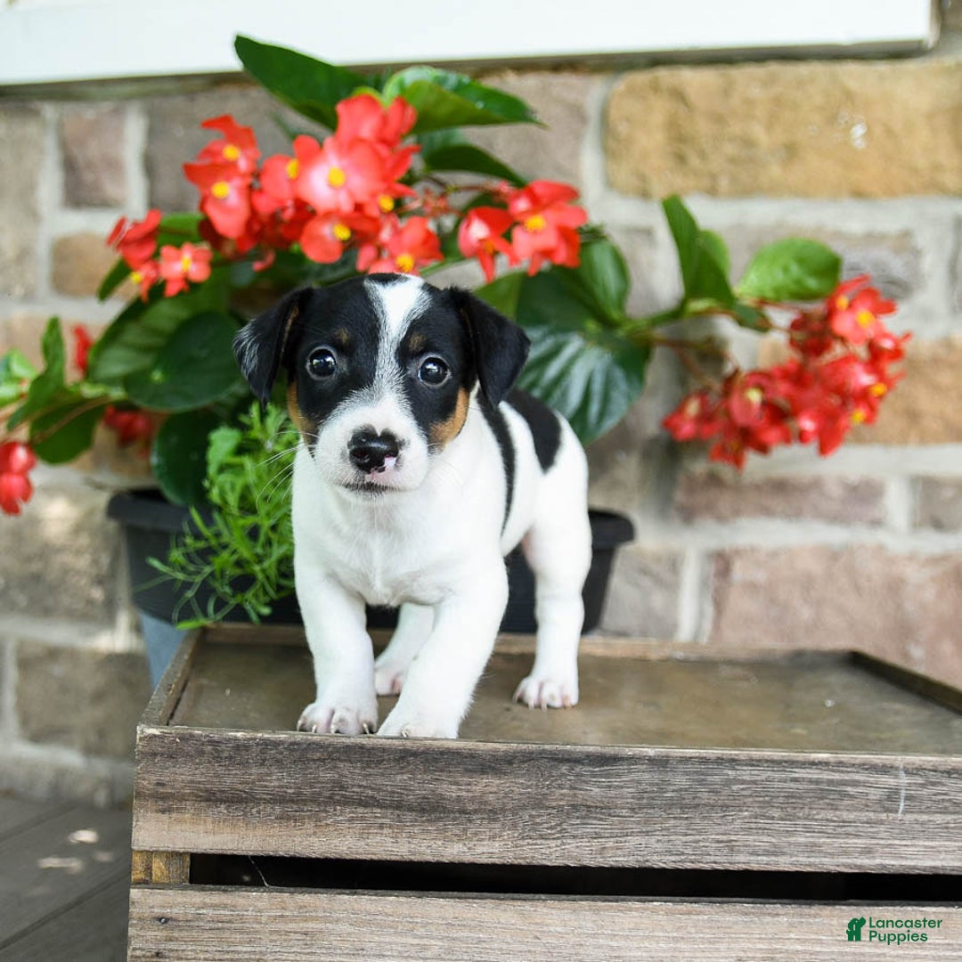 Jack Russell Terrier dogs for sale: Pumpkin - Image 1