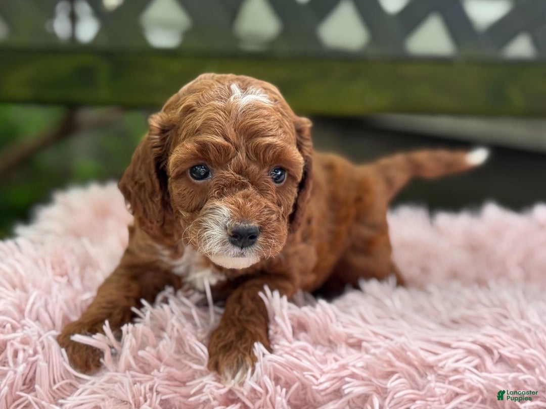 Cavapoo dogs for sale: Bella - Image 9