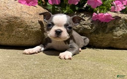 Boston Terrier dogs for sale: Paris - Image 2