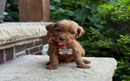Goldendoodle dogs for sale: Paisley - Image 7