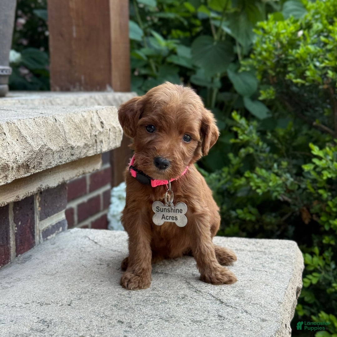Goldendoodle dogs for sale: Paisley - Image 7