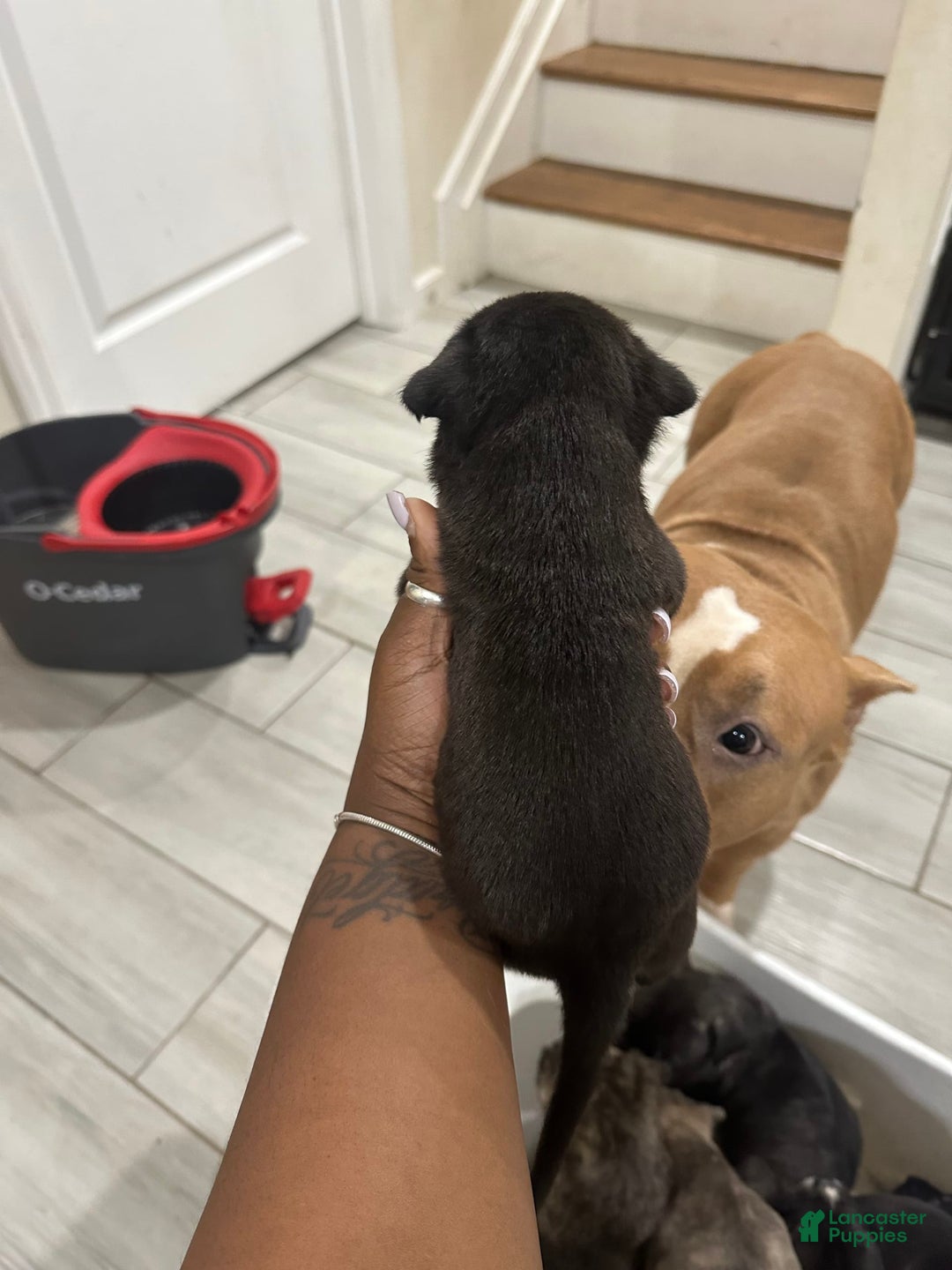 American Bully dogs for sale: American Bully 8 puppies - Image 4