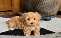 Maltipoo dogs for sale: Cody - Image 16