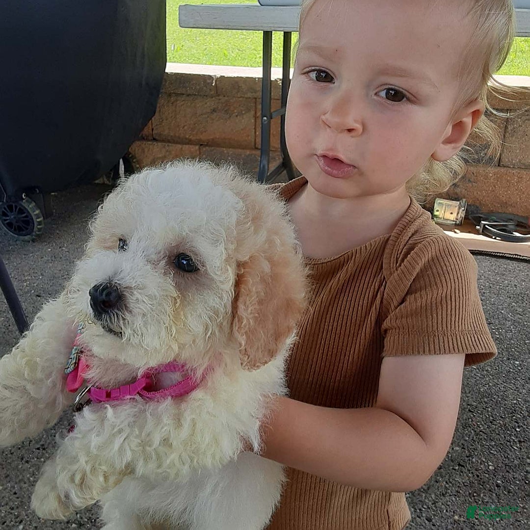 Bichpoo dogs for sale: Bella - Image 3