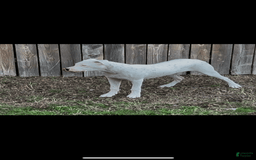 Dogo Argentino dogs for sale: Ninah - Image 2