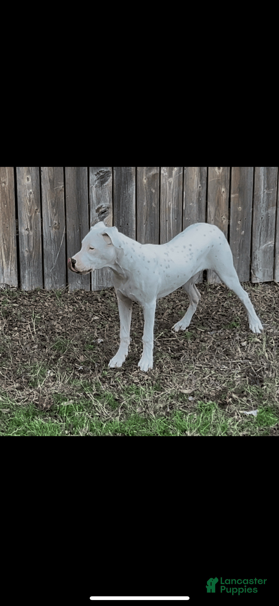 Dogo Argentino dogs for sale: Ninah - Image 2