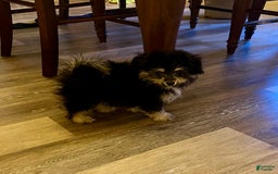 Bichon Frise dogs for sale: Rocky - Image 5