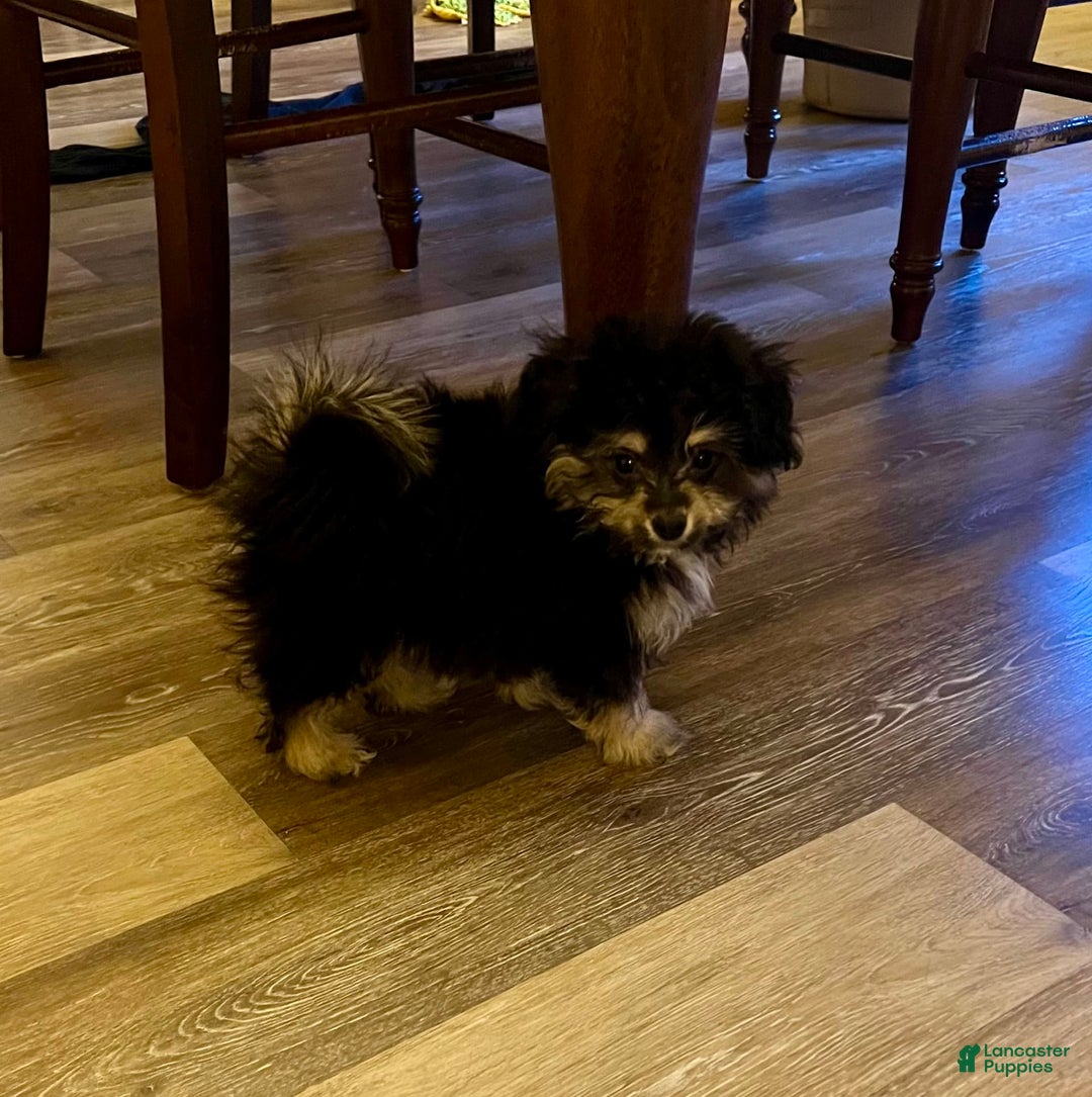 Bichon Frise dogs for sale: Rocky - Image 5