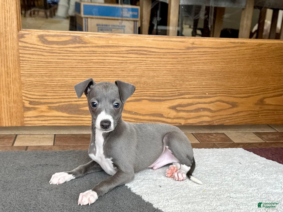 Italian Greyhound dogs for sale: Donny - Image 6