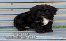 Cockapoo dogs for sale: Coco - Image 4
