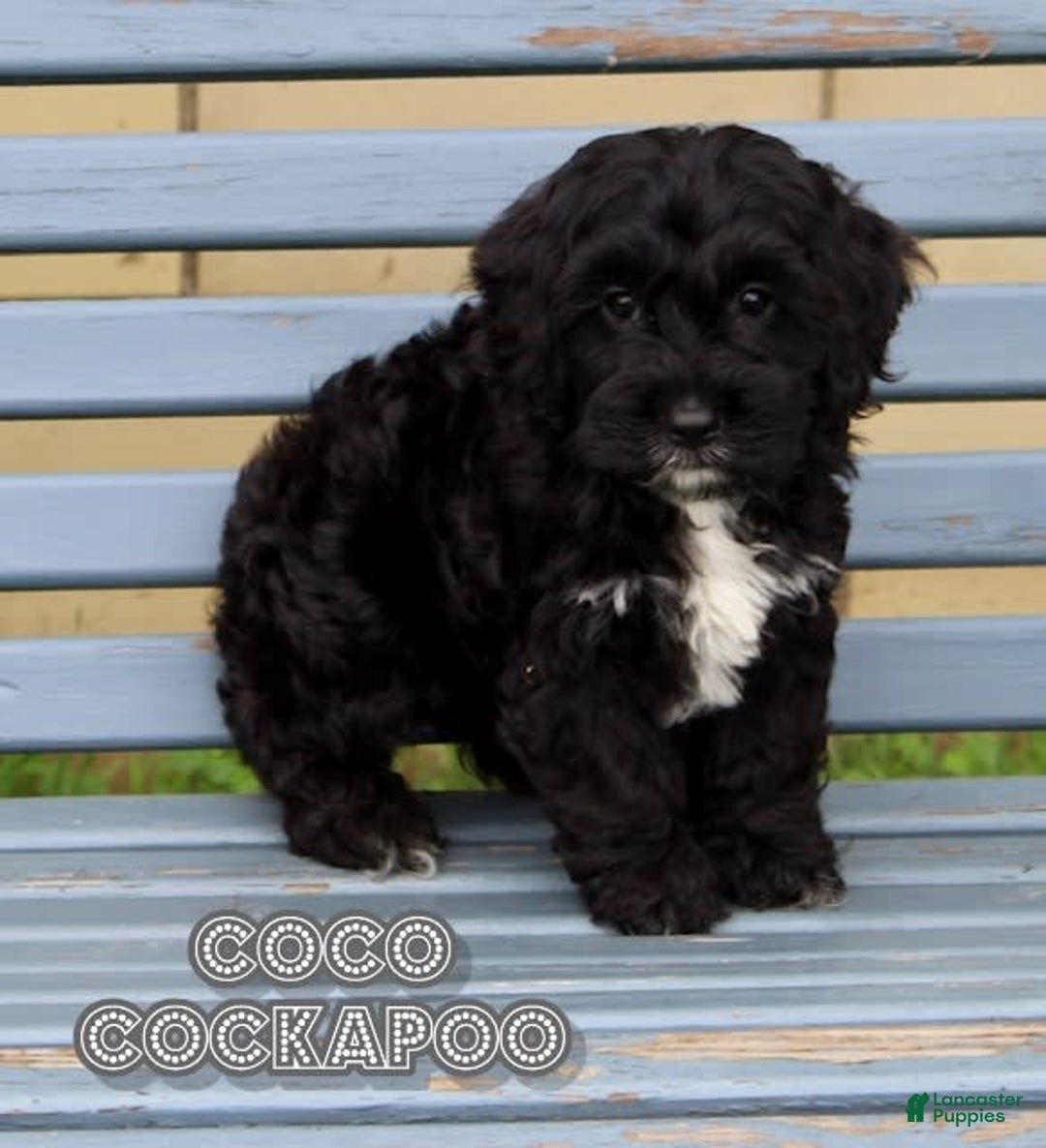 Cockapoo dogs for sale: Coco - Image 4