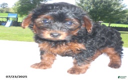 Yorkiepoo dogs for sale: Mia - Image 3