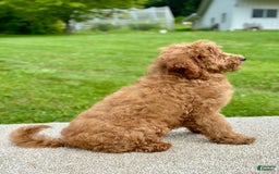 Mini Goldendoodle dogs for sale: Lemon - Image 2