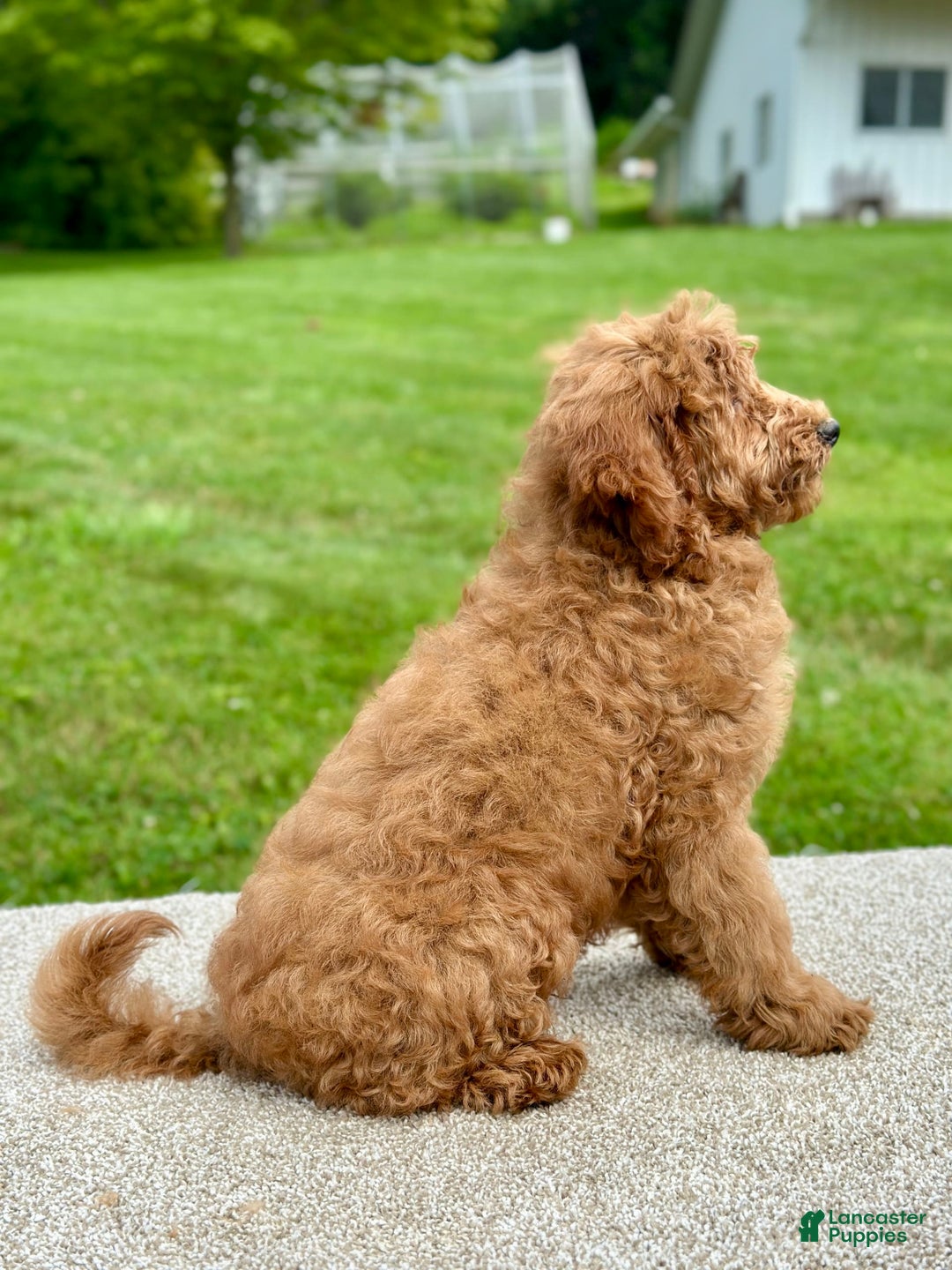 Mini Goldendoodle dogs for sale: Lemon - Image 2