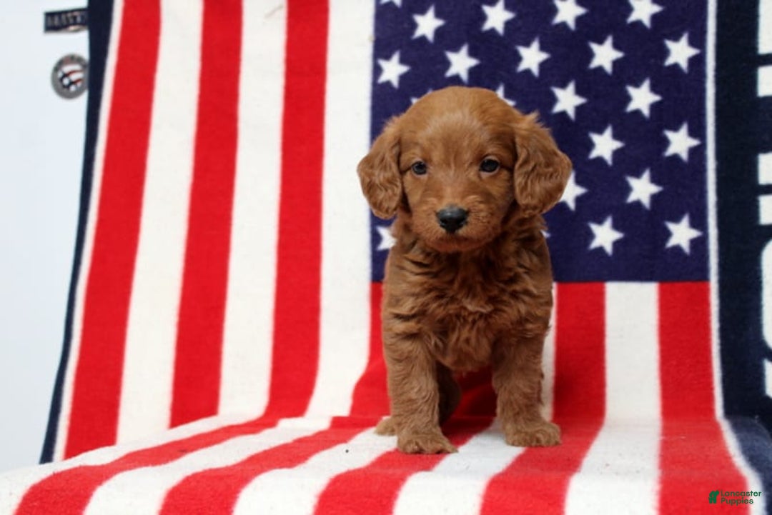 Mini Goldendoodle dogs for sale: Preston - Image 2